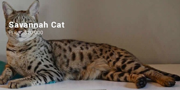 savannah cat