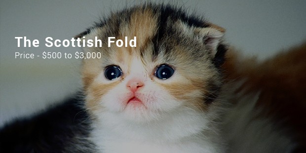 scottish fold