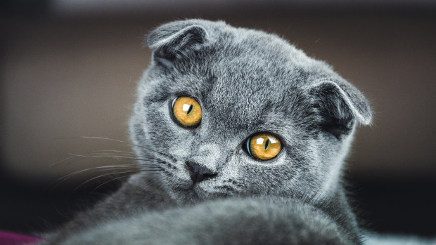 scottish fold cat