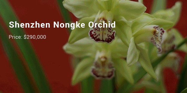 shenzhen nongke orchid