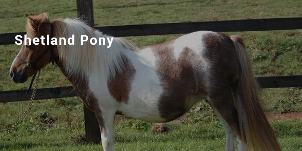 shetland pony