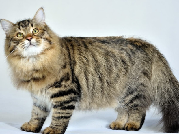 siberian forest cat