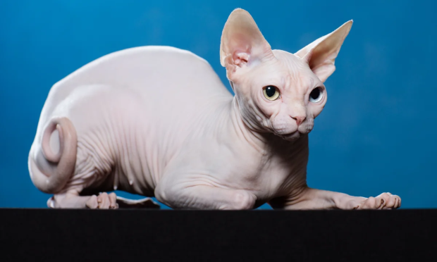 sphynx