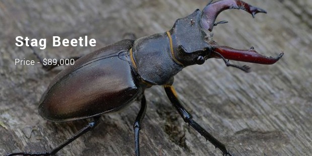 stag beetle