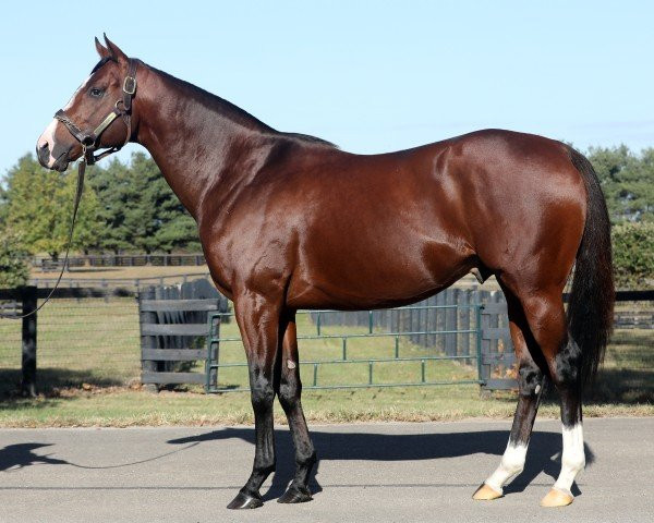 thoroughbred racehorse