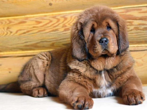 tibetan mastiff