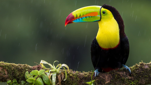 toucans