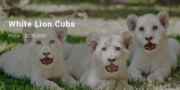 white lion cubs