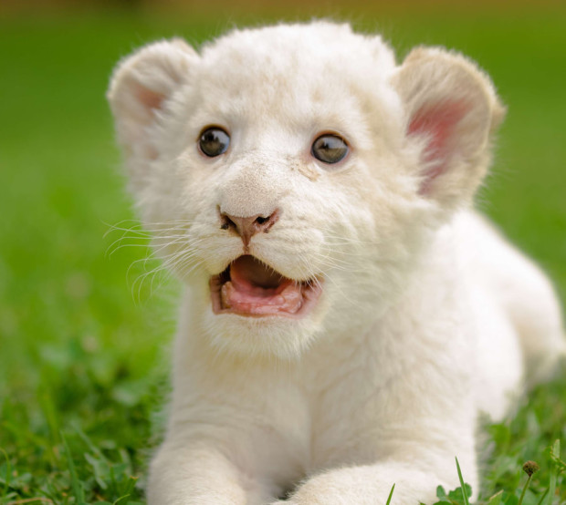 white lion cubs