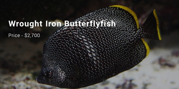 wrought iron butterflyfish