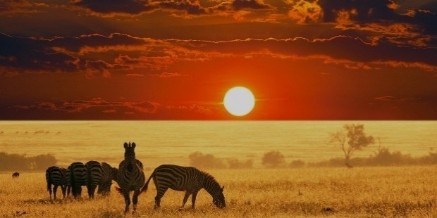 african safari sunset