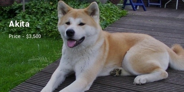 Akita