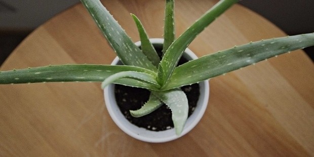 Aloe Vera plant