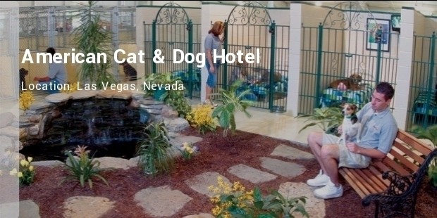 america cat and dog hotel