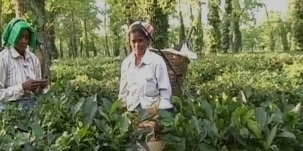 assam tea workers 650