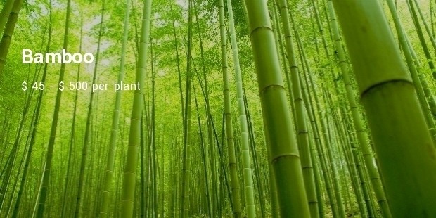 bamboo