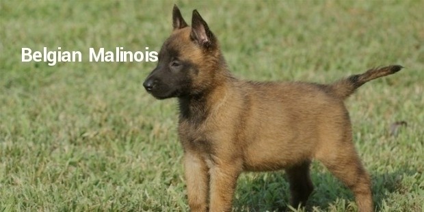 belgian malinois