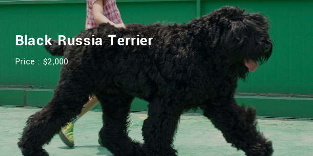 Black Russia Terrier