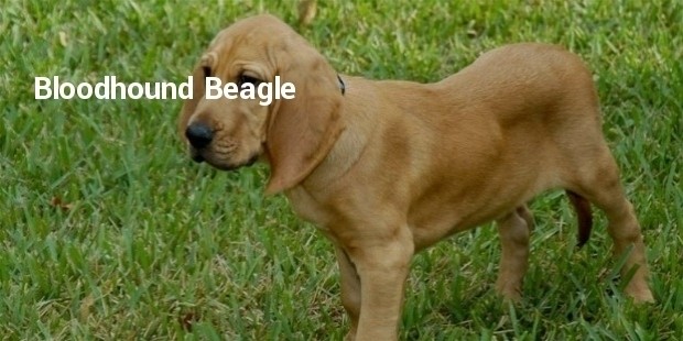 bloodhound beagle