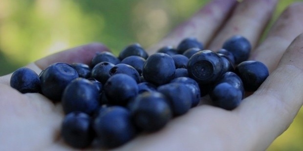 blueberry 834622