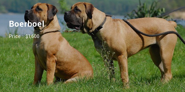 Boerboel