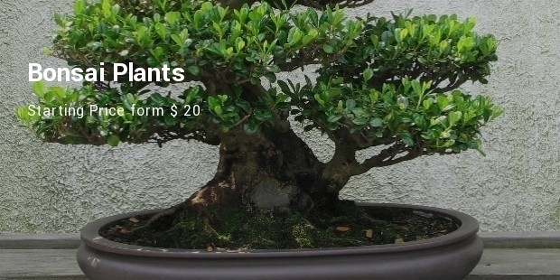 bonsai plants