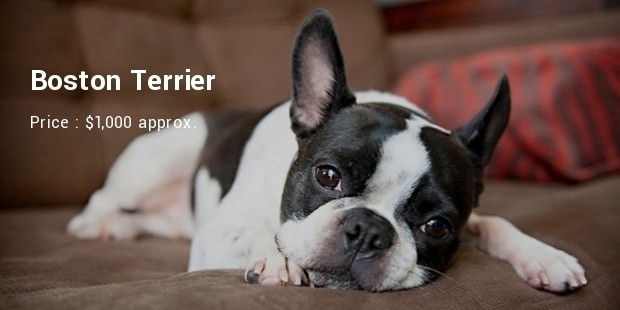 boston terrier