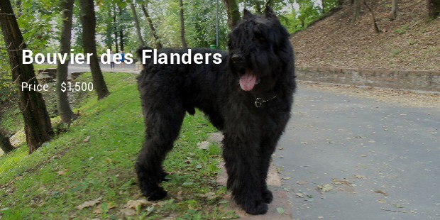 Bouvier des Flanders