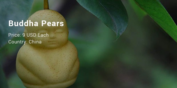 buddhapears