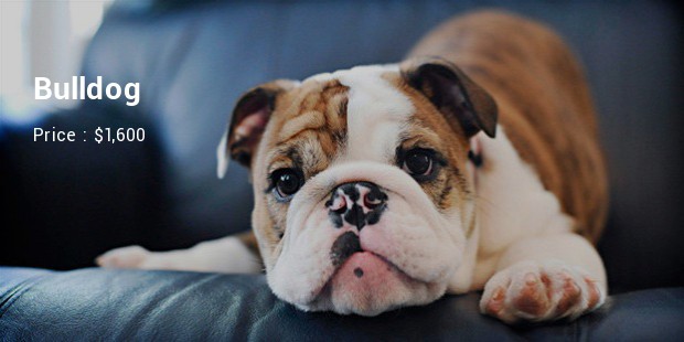 Bulldog