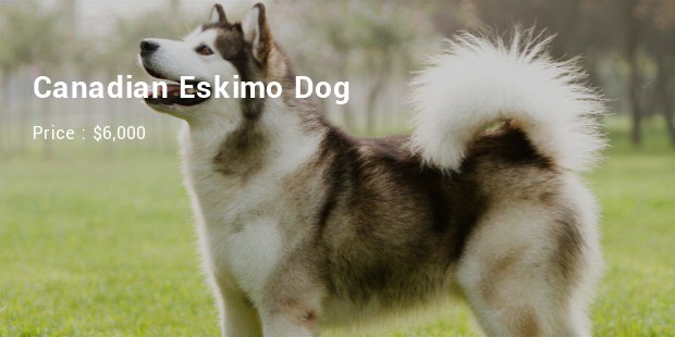 Canadian Eskimo Dog