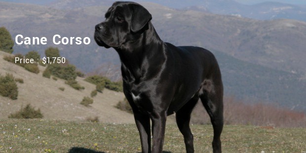 Cane Corso