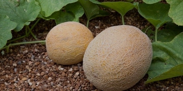 cantaloupes in garden web