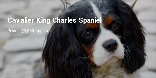 cavalier king charles spaniel