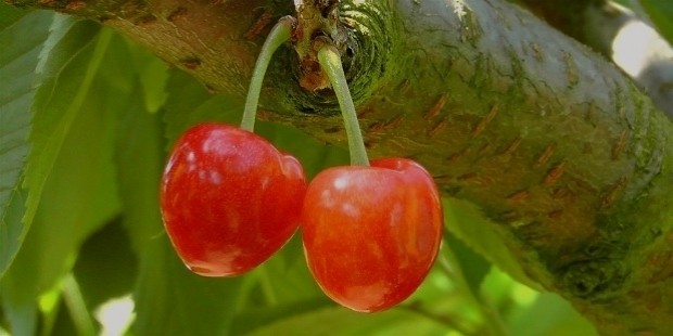 cherries1
