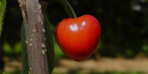 cherries