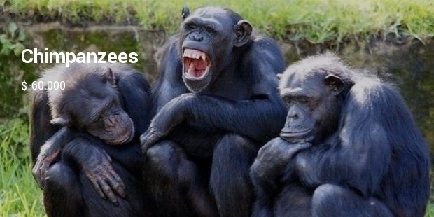 chimpanzees