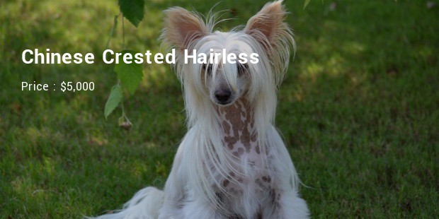 Chinese Crested Hairless