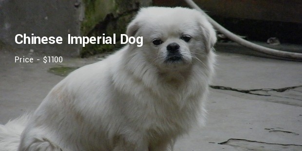 Chinese Imperial Dog