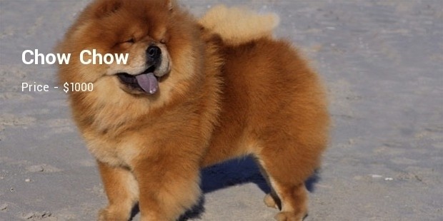 Chow Chow