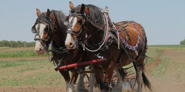 clydesdale 1106337