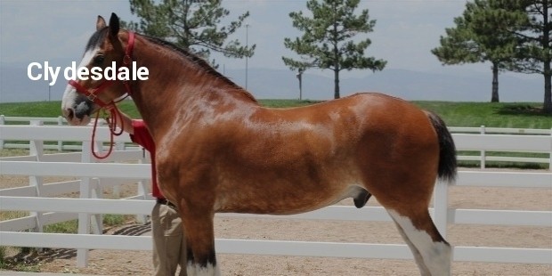 clydesdale