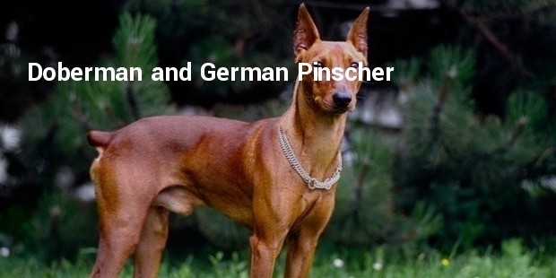 doberman and german pinscher