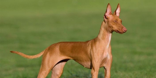 what dog breeds have pointy ears