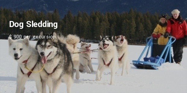 dog sledding