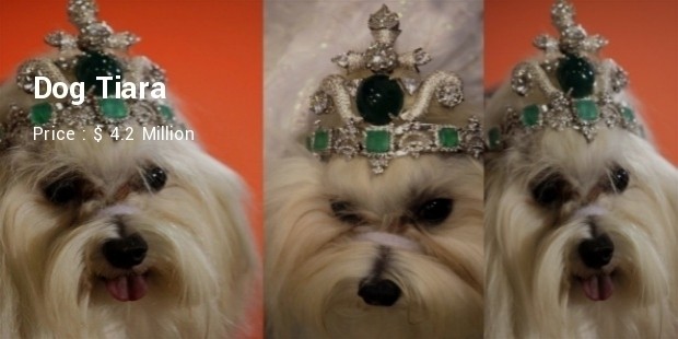 The Most Expensive Dog Items