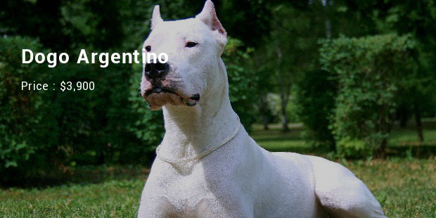 Dogo Argentino