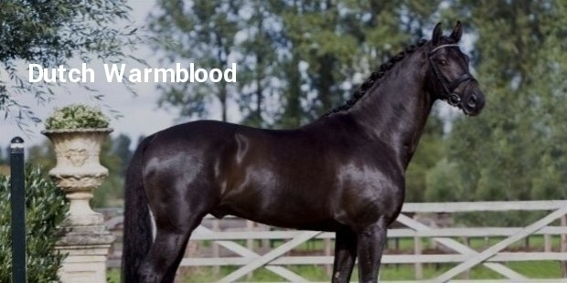 dutch warmblood