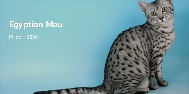 egyptian mau