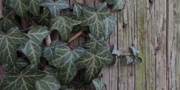 Hedera Helix